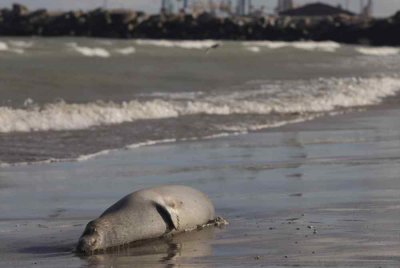 kematian anjing laut Caspian adalah perkara biasa ketika musim migrasi tahunan mamalia tersebut.