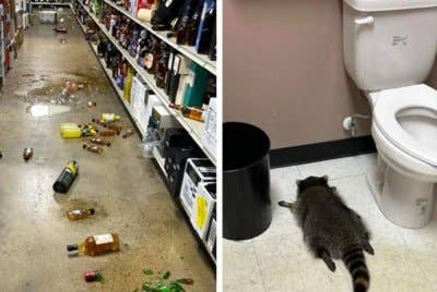 Seekor rakun ditemui tidak sedarkan diri akibat terlalu mabuk minum arak. Foto: BBC/Hanover County Animal Protection and Shelter