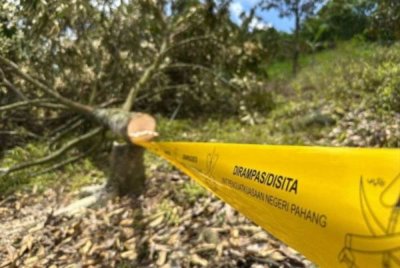 Pokok durian yang ditebang dalam satu operasi dijalankan oleh penguatkuasa kerajaan negeri di Sungai Ruan, Raub April lalu. Foto fail Pahang Media