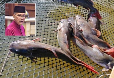 Wan Rosdy (gambar kecil) memberitahu peruntukan RM250,000 bagi Kempen Penghapusan Ikan Asing pada sesi pembentangan Belanjawan negeri di persidangan DUN di Wisma Sri Pahang di sini pada Jumaat