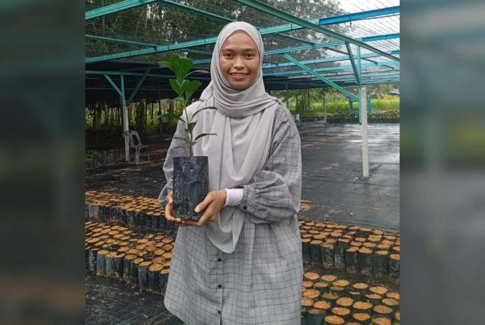 Raihan memulakan perniagaan semaian pokok kopi Liberica enam tahun lalu di tanah pusaka seluas satu ekar milik keluarga di Kampung Talang Hulu, Kuala Kangsar.