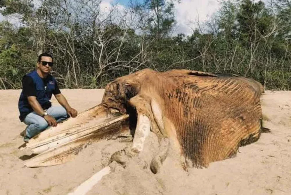 Ikan paus spesies Bryde direkodkan pada 24 Februari di Pantai Sungai Miang, Pahang.
