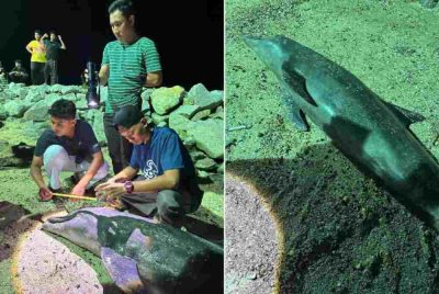 Ikan lumba-lumba yang ditemui mati di pantai Sabak Bernam November lalu.