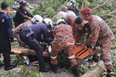 Anggota bomba mengeluarkan mangsa yang terperangkap di bawah pokok tumbang.