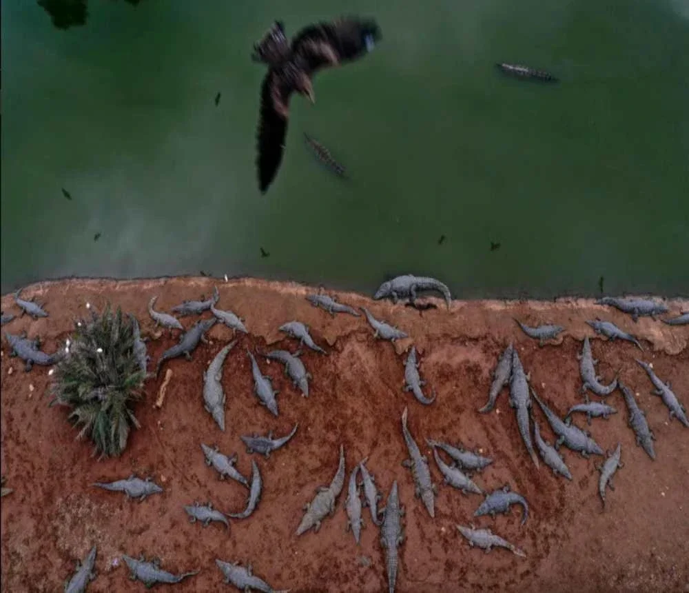 Ratusan buaya ditembak mati oleh pemerintah Israel.- AFP