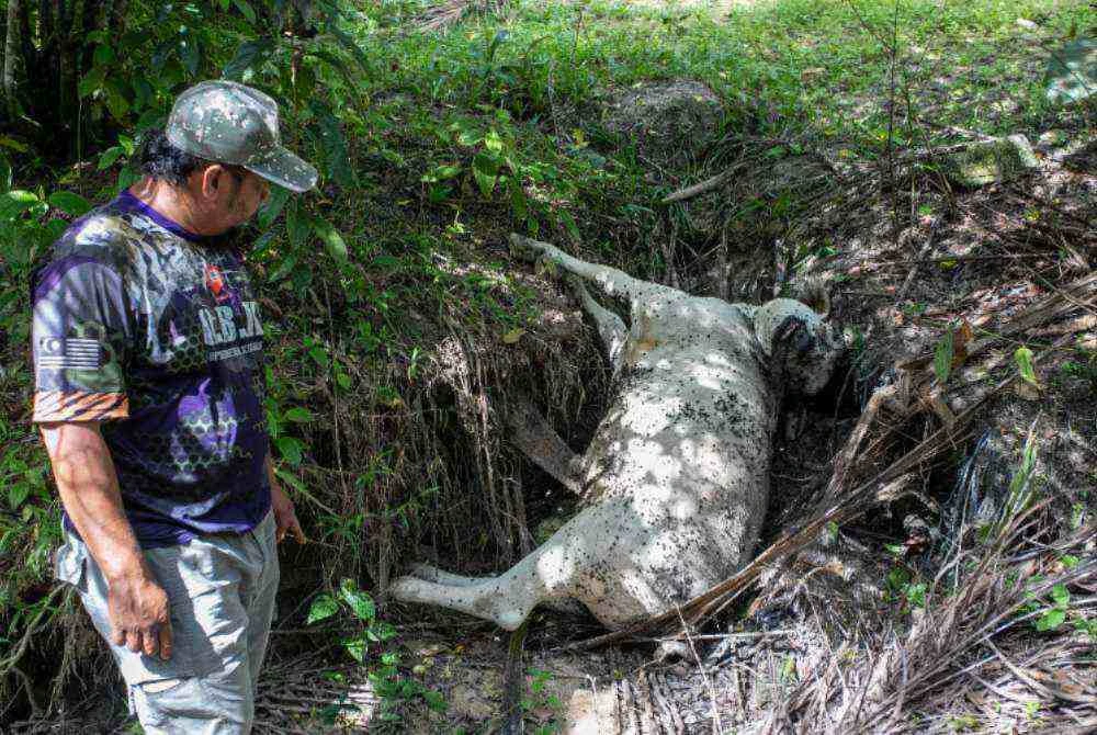 Anggota Jabatan Perhilitan melihat bangkai lembu yang dipercayai mati diserang Harimau ketika tinjauan Bernama di Bukit Bangkong, Chemor di sini, hari ini. - Foto: Bernama