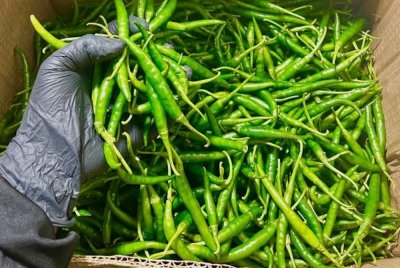 Cili segar yang dibawa masuk dari Bangladesh dirampas AKPS KLIA Bahagian Kargo kerana tidak mematuhi permit import pada Sabtu. Foto: AKPS