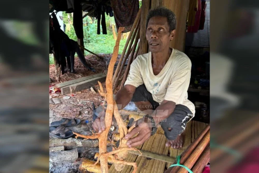 Salim, pembekal akar kayu, menceritakan khasiat tongkat teras iboi ketika ditemui di perumahan orang asli Kampung Sungai Rual, Jeli.