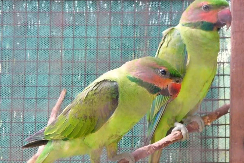 Spesies bayan puling, iaitu spesies yang dilindungi sepenuhnya dan pemilikannya memerlukan kelulusan. Gambar hiasan