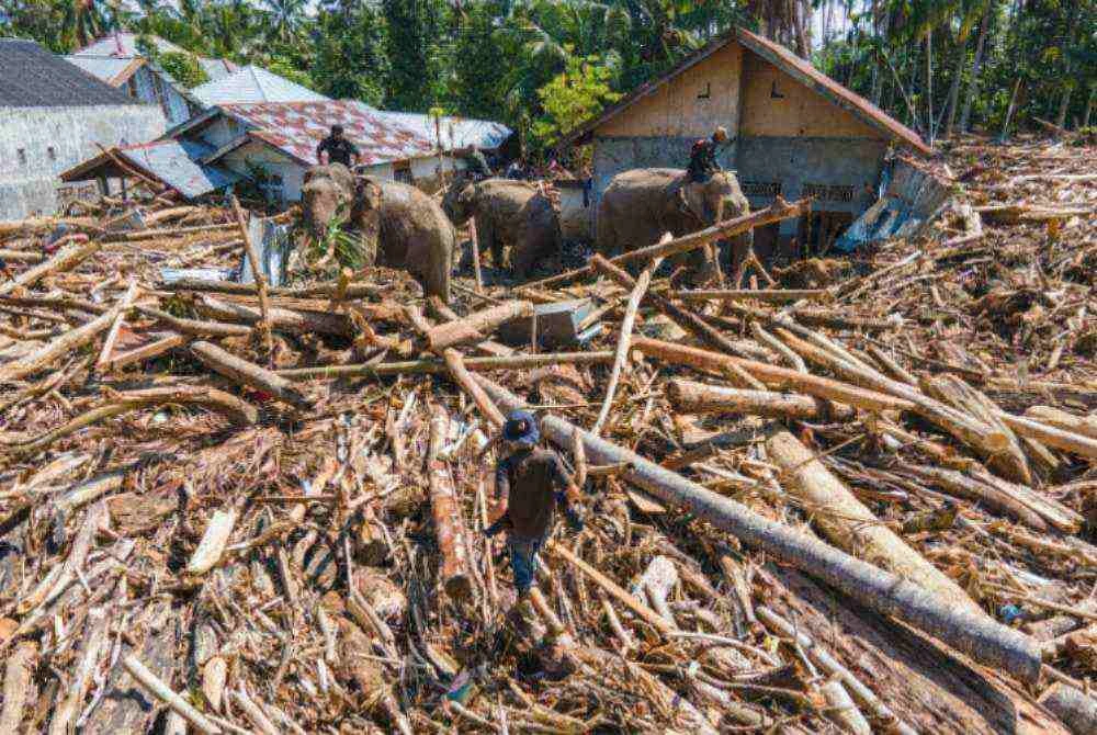 Anggota Kor Briged Mobil Indonesia (Brimob) menggunakan gajah Sumatera untuk membantu membersihkan timbunan batang pokok selepas banjir kilat di Meureudu, daerah Pidie Jaya, Aceh, pada 8 Disember 2025. Foto AFP