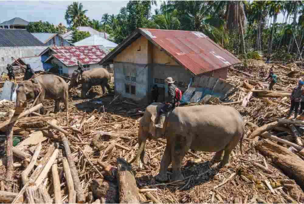 Gajah-gajah ini mampu mengangkat serta menolak beban besar dengan lebih cekap berbanding mesin. Foto AFP