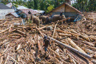 Anggota Kor Briged Mobil Indonesia (Brimob) menggunakan gajah Sumatera untuk membantu membersihkan timbunan batang pokok selepas banjir kilat di Meureudu, daerah Pidie Jaya, Aceh, pada 8 Disember 2025. Foto AFP