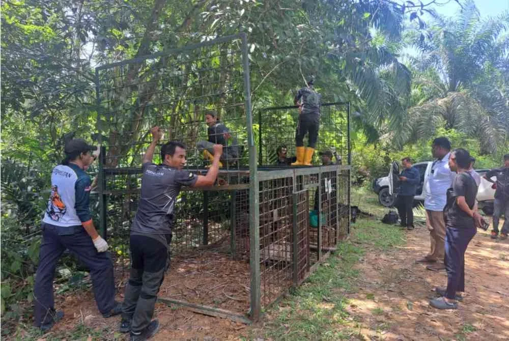 Muhamad Arafat (dua dari kanan) meninjau kerja-kerja pemasangan perangkap harimau di Bukit Bangkong, Chemor pada Selasa.