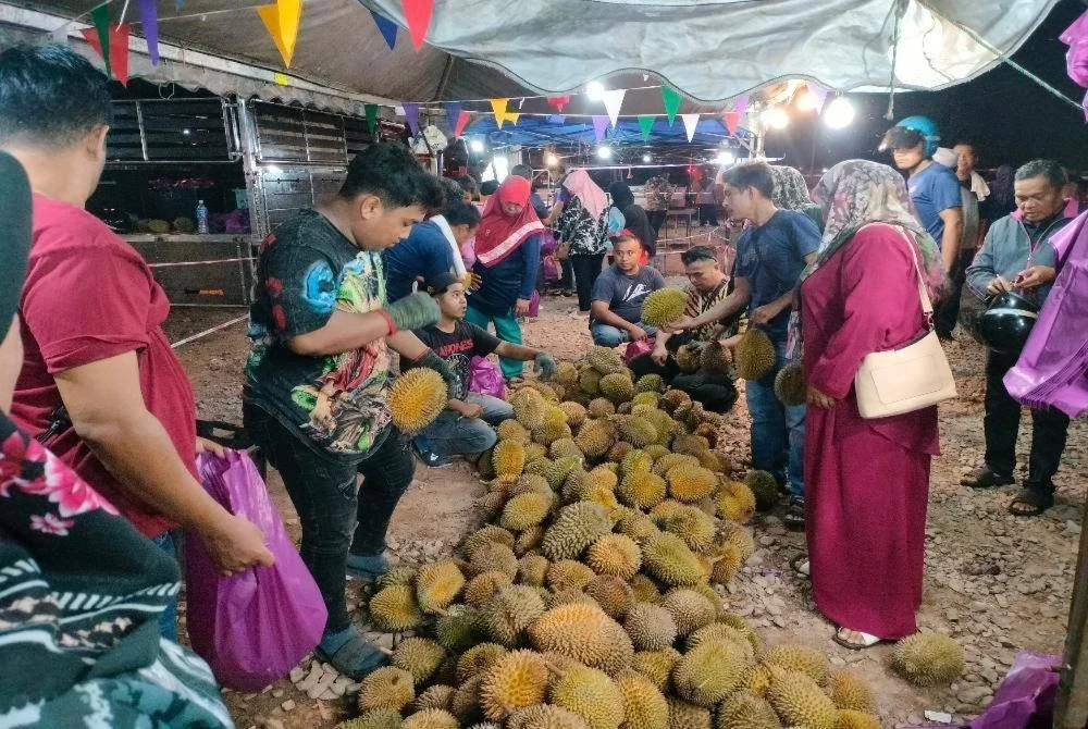 Orang ramai memilih buah durian yang dijual di Madad.