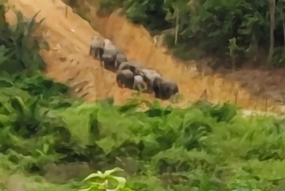 Kawanan gajah yang berjaya dirakam berada di dalam kawasan ladang peneroka baru-baru ini.