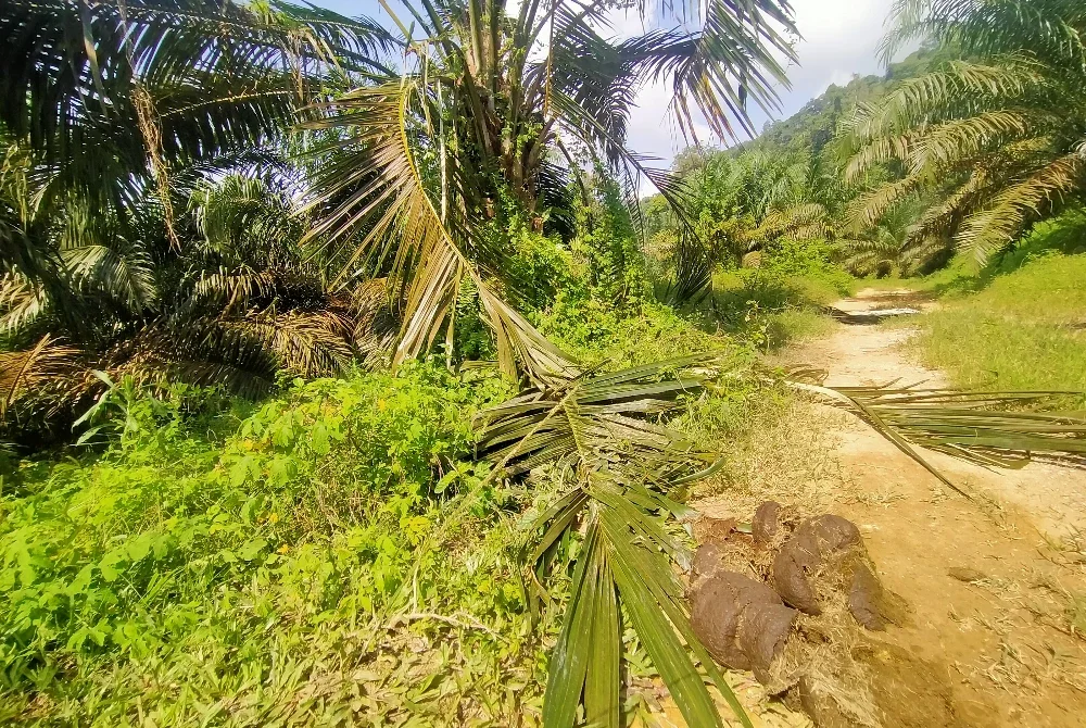 Sebahagian pokok yang dirosakkan gajah apabila memasuki kawasan ladang.