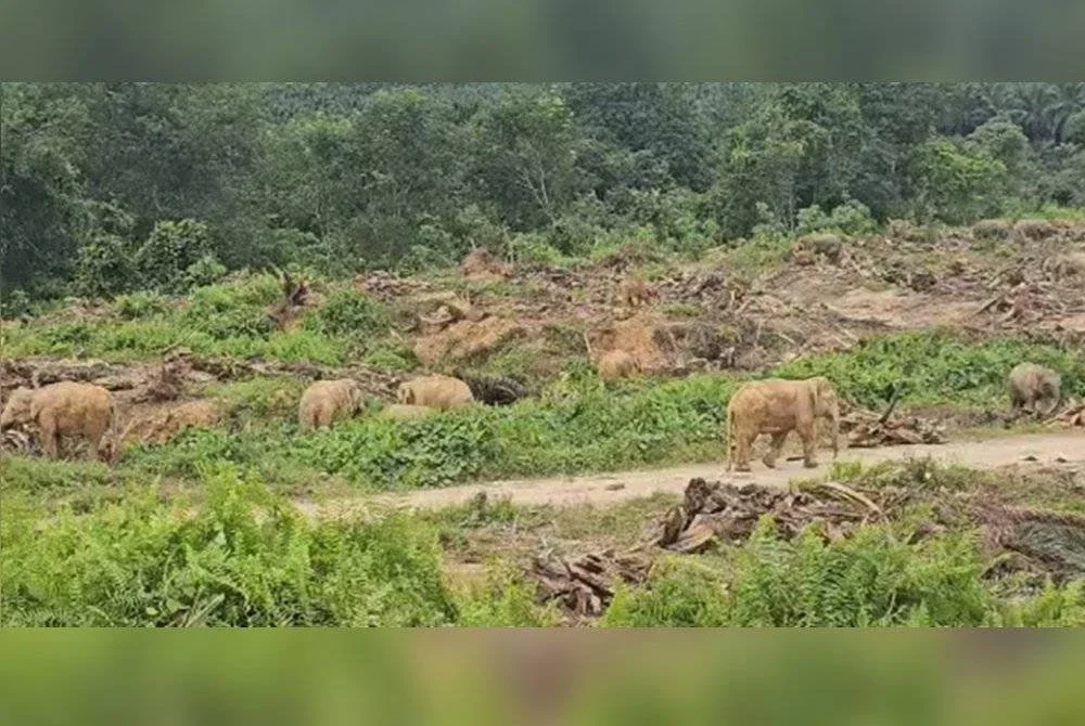 Kehadiran gajah di ladang kelapa sawit peneroka menyebabkan hasil pendapatan mereka terjejas.