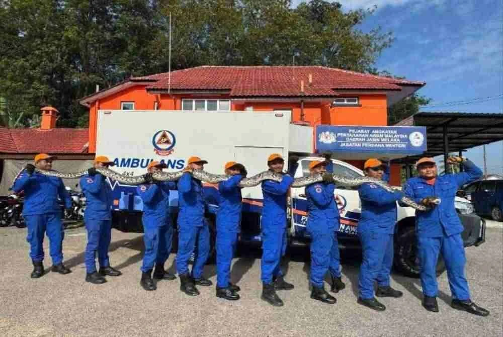 Tangkapan ular sawa seberat 100kg akan diserahkan kepada Perhilitan untuk tindakan selanjutnya.