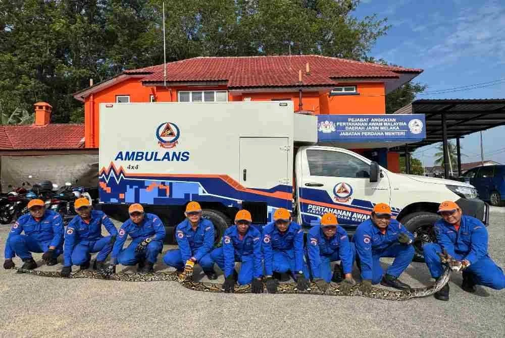 Bunyi bising di kawasan belakang sebuah rumah di Kampung Sebatu Merlimau membawa kepada penemuan seekor ular sawa sepanjang 6.5 meter.