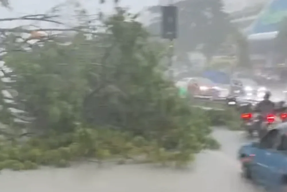 Pokok tumbang di Danga Bay sebelum Country Garden.