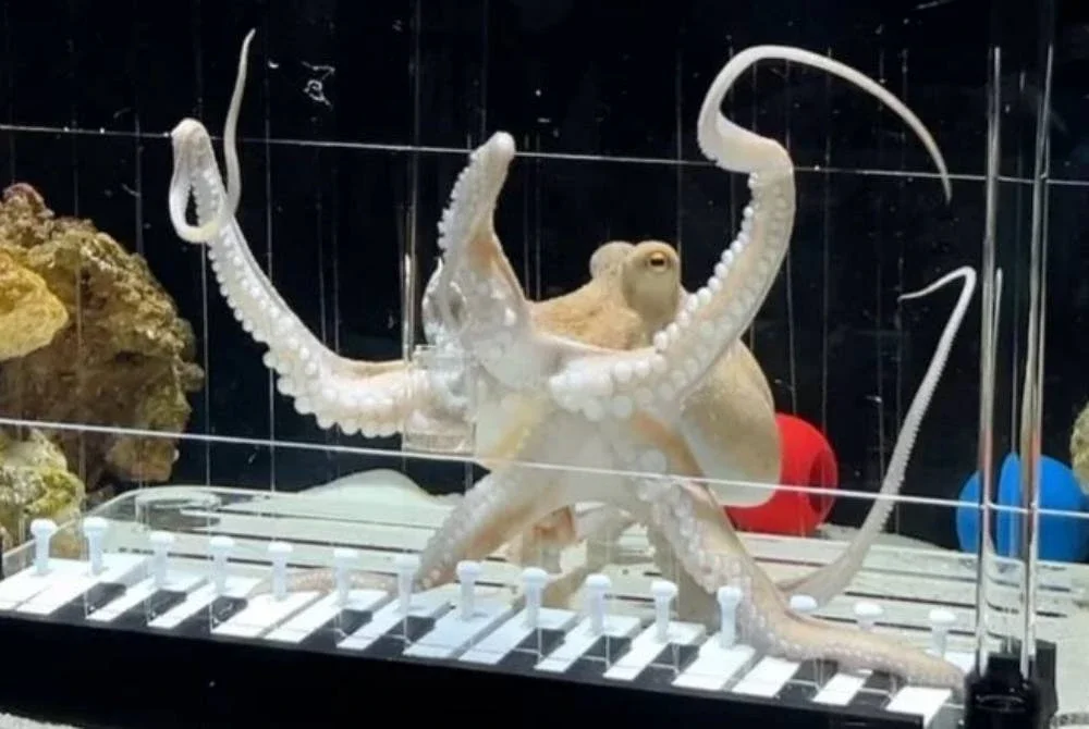 Tako mengikuti 'kelas bermain piano' sejak enam bulan lalu. Foto Agensi