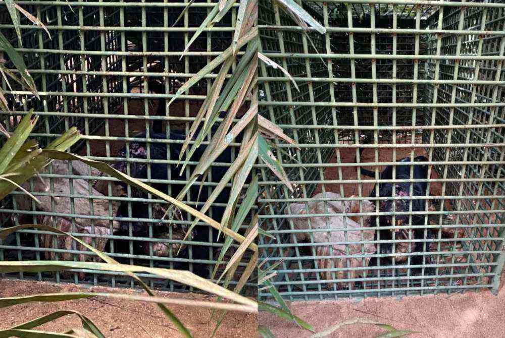 Harimau kumbang yang berjaya ditangkap Perhilitan menerusi perangkap yang dipasang di lokasi kejadian.