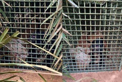 Harimau kumbang yang berjaya ditangkap Perhilitan menerusi perangkap yang dipasang di lokasi kejadian.