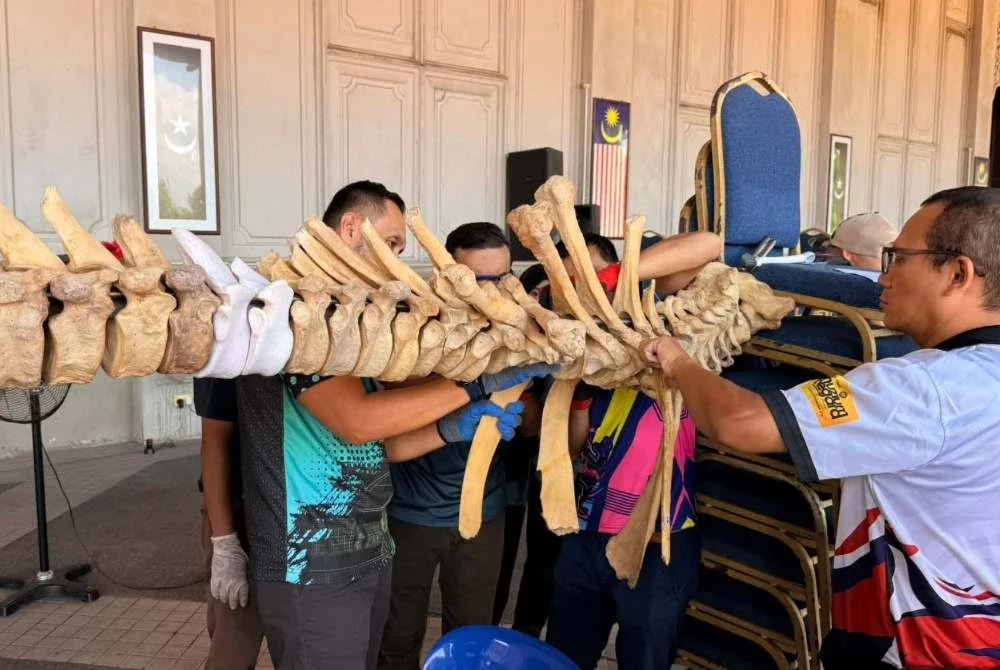 Proses pemasangan rangka tulang Gajah Asia melibatkan tulang asli dan replika berikutan kekurangan spesimen yang ditemui di lokasi asal. Foto Facebook Terengganu State Museum