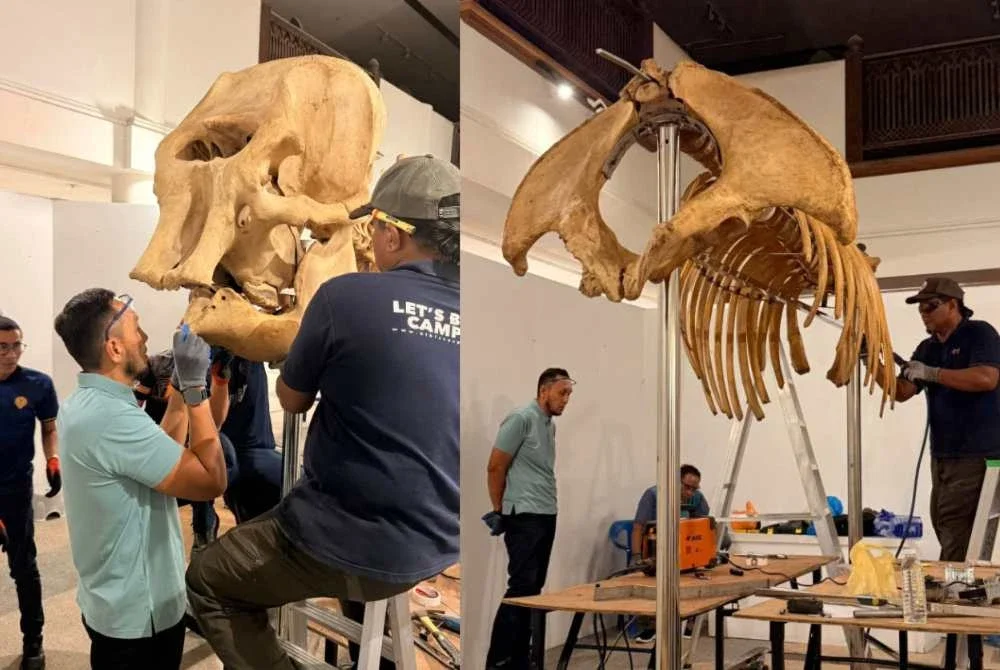 Proses pemasangan rangka tulang Gajah Asia melibatkan tulang asli dan replika berikutan kekurangan spesimen yang ditemui di lokasi asal. Foto Facebook Terengganu State Museum