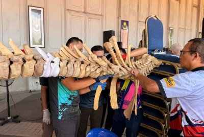 Proses pemasangan rangka tulang Gajah Asia melibatkan tulang asli dan replika berikutan kekurangan spesimen yang ditemui di lokasi asal. Foto Facebook Terengganu State Museum