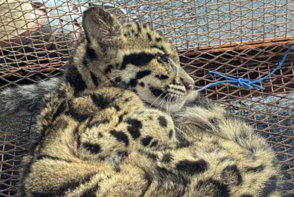 Anak harimau dahan yang ditangkap.