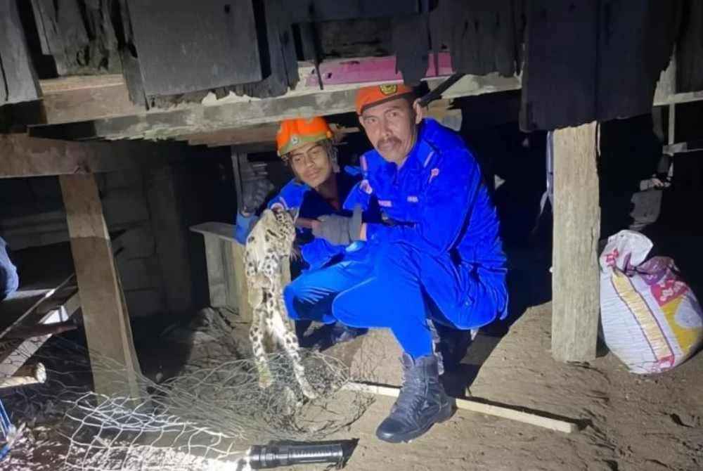 Anggota APM menunjukkan anak harimau dahan yang ditangkap di Kampung Sungai Mas, Kuala Krai pada Ahad. Foto: APM