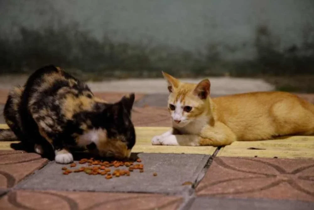 Perak akan melaksanakan program feeder mapping untuk pengurusan haiwan jalanan secara efisien. Gambar hiasan