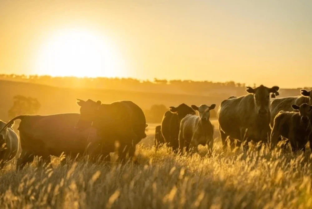 Kekurangan sumber ternakan lembu menyebabkan industri tersebut bergantung kepada import lembu dari negara luar.