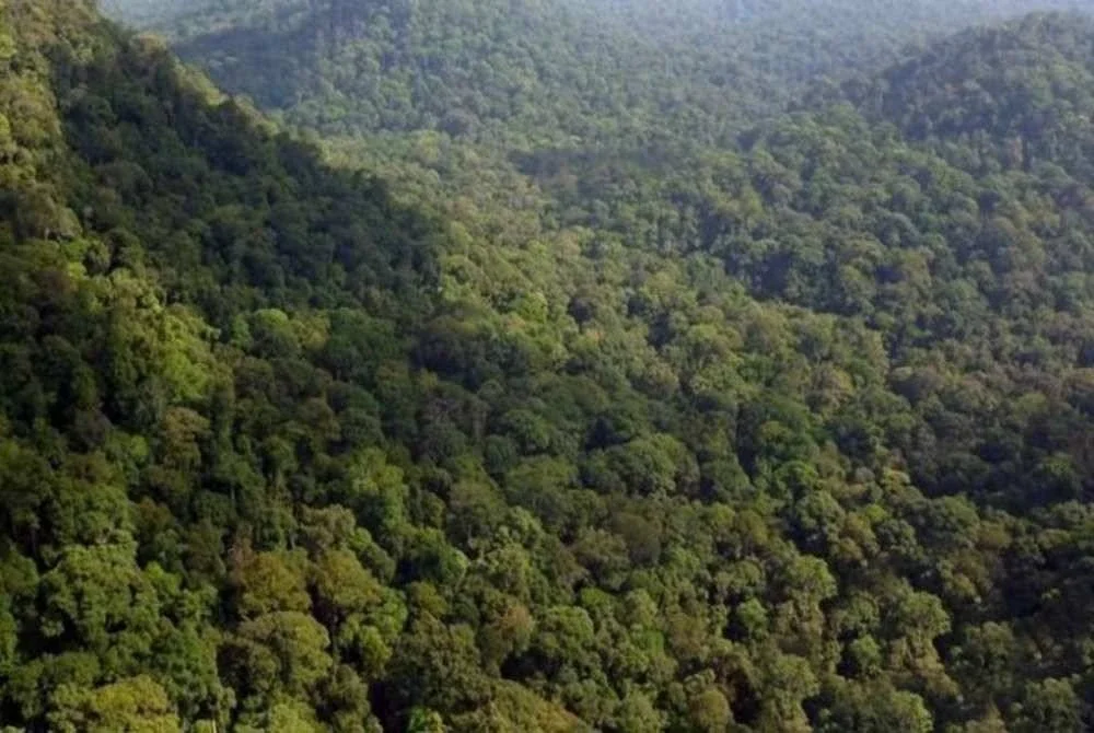 Kawasan seluas kira-kira 67.6 hektar berhampiran Rizab Hutan Ayer Hitam di Kinrara Puchong bukan lagi Hutan Simpanan Kekal. Foto hiasan