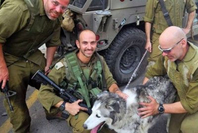 Tentera Israel bersama anjing.- Gambar hiasan