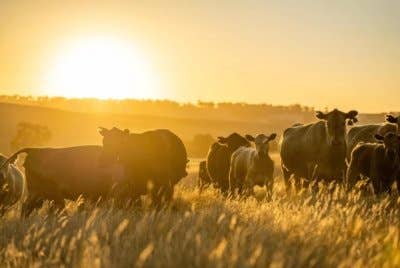Kekurangan sumber ternakan lembu menyebabkan industri tersebut bergantung kepada import lembu dari negara luar.