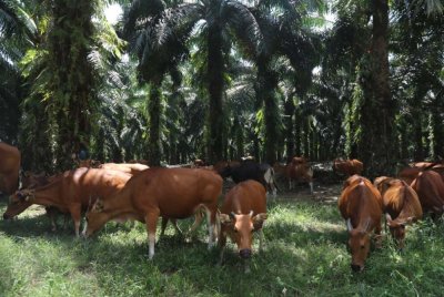 SSL daging lembu negara dijangka naik dua kali ganda secara kasar dengan hanya melakukan optimasi guna tanah ladang sawit sebanyak 30 peratus.