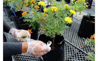 Baja organik membantu menyeimbangkan semula tahap keasidan tanah.