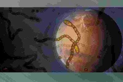 Menurut kajian terbaharu, kelompok zarah tenaga tinggi yang dikenali sebagai sinar kosmik galaksi berpotensi menyokong kehidupan di dunia luar Bumi. Foto Agensi