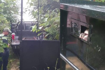 Perhilitan menangkap seekor beruang jantan yang berkeliaran di Kampung Tengah, Kuala Krai pada Selasa. Foto Perhilitan