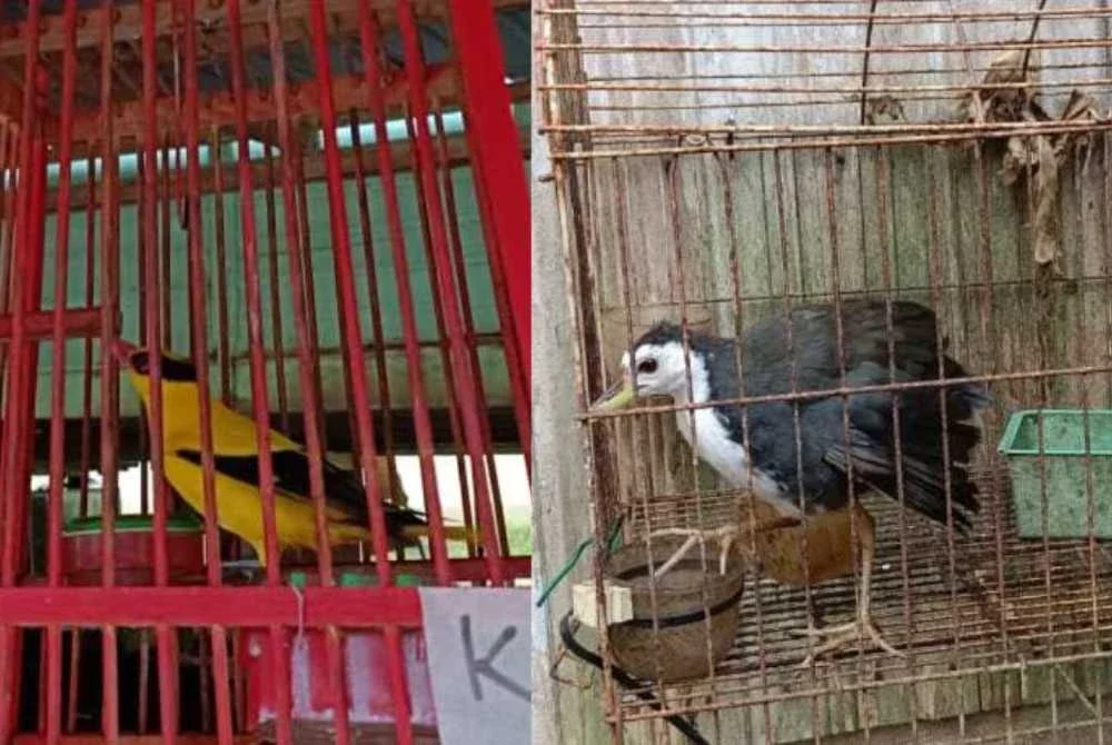 Antara spesies burung yang dirampas Perhilitan dalam serbuan di sebuah rumah di Kampung Lawang, Tanah Merah pada Rabu. - Foto: Perhilitan