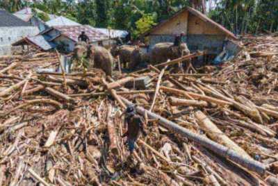 Gajah Sumatera digunakan untuk membantu membersihkan timbunan batang pokok selepas banjir kilat di Aceh pada 8 Disember 2025. Gambar hiasan 