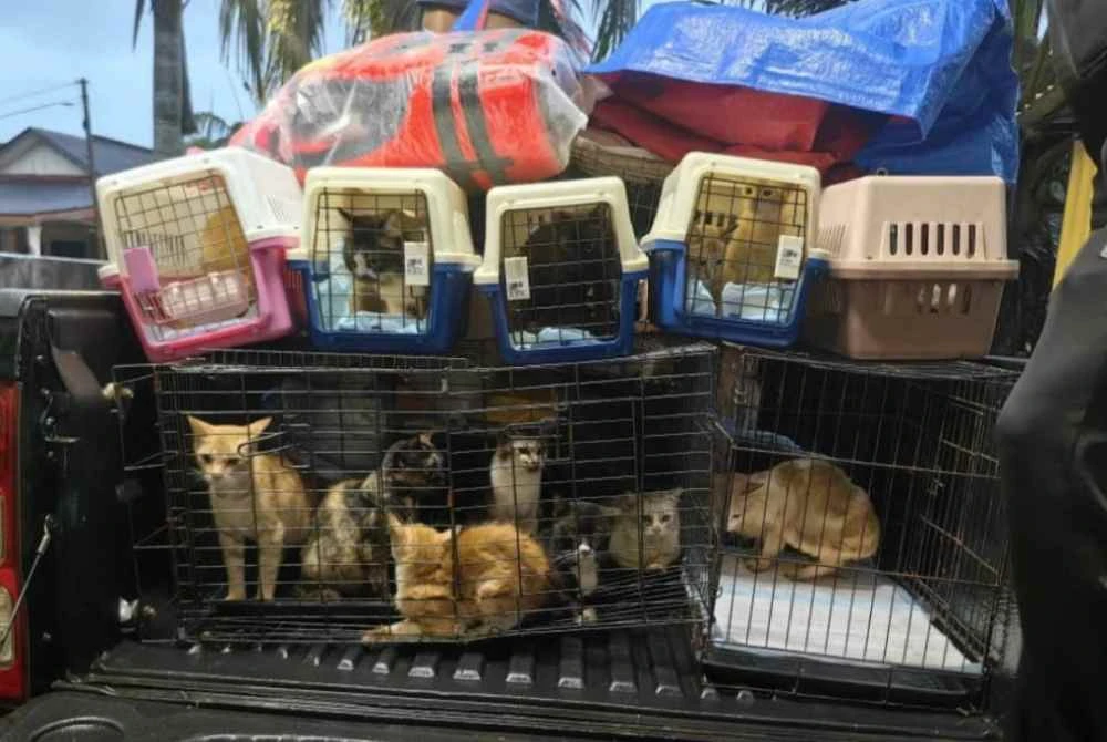 Lebih 40 ekor kucing berjaya diselamatkan daripada banjir di Kuantan. Foto Jurina Abdul Rani
