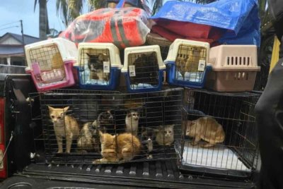 Lebih 40 ekor kucing berjaya diselamatkan daripada banjir di Kuantan. Foto Jurina Abdul Rani