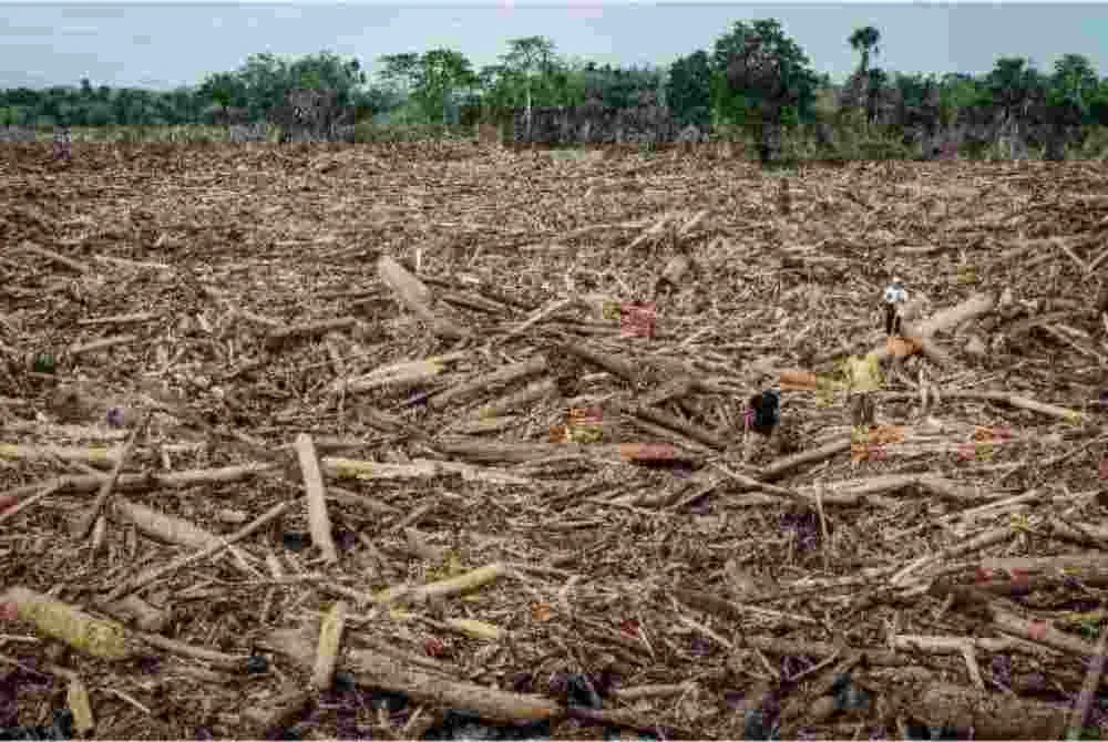 Penduduk berjalan di atas timbunan pokok tumbang yang dibawa banjir kira-kira tiga minggu lalu di Sekolah Pondok Islam Darul Mukhlisin di Aceh Tamiang, Sumatera Utara. Foto AFP