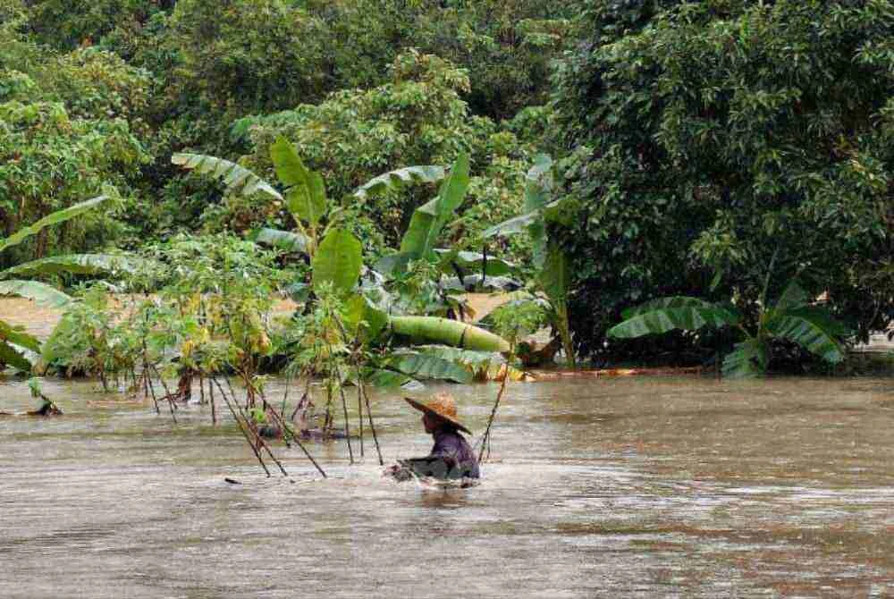 Jusoh tetap menuai ubi kayu walaupun kebunnya digenangi air. - Foto Sinar Harian