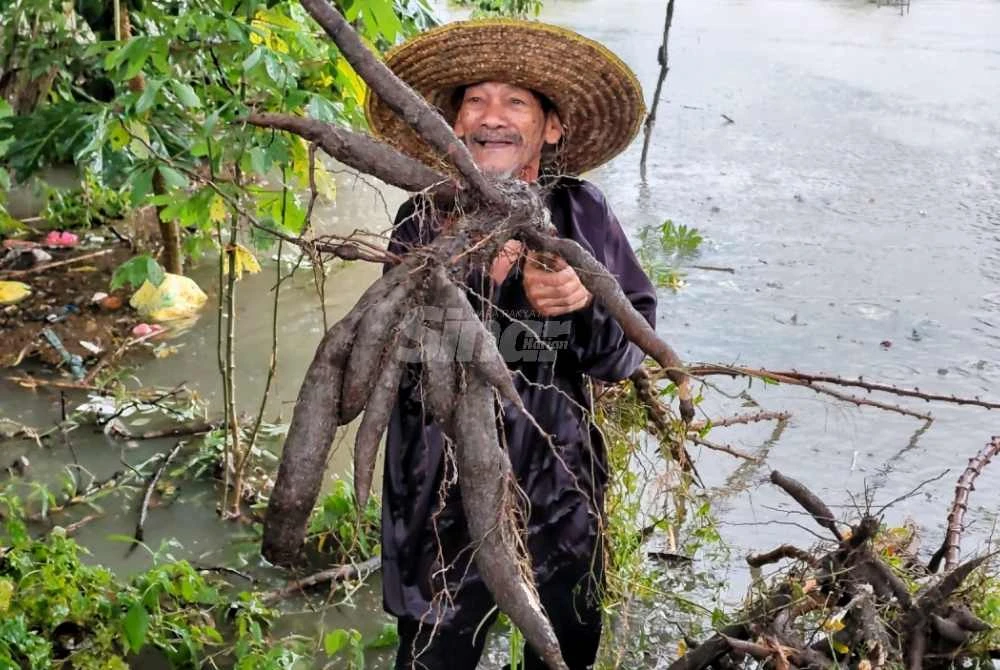 Jusoh menunjukkan ubi kayu yang ditanam di kebunnya di Kampung Sri Damai sini pada Sabtu. - Foto Sinar Harian