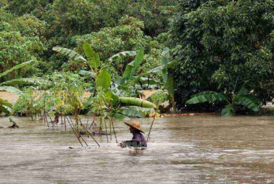 Jusoh tetap menuai ubi kayu walaupun kebunnya digenangi air. - Foto Sinar Harian