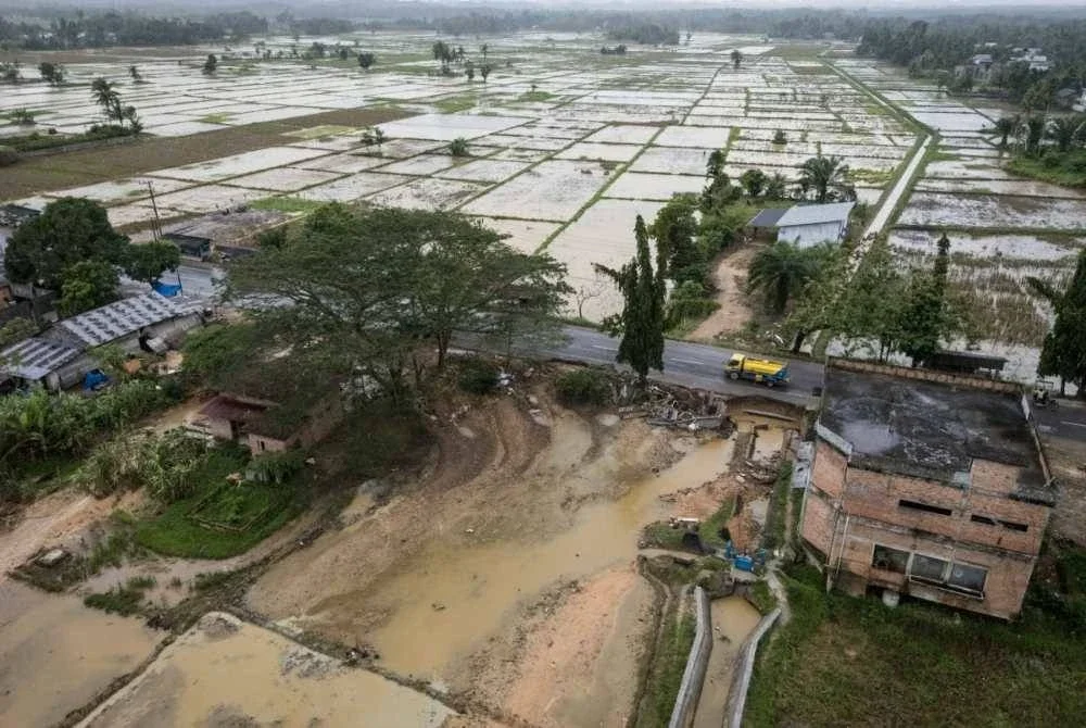 Kawasan sawah padi yang musnah di Langsa, Sumatera Utara.
